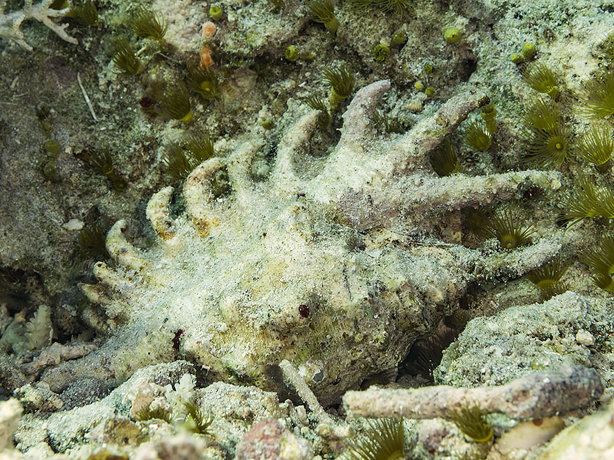 Lambis truncata